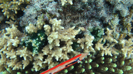  Cyphastrea decadia   (Lesser Knob Coral)